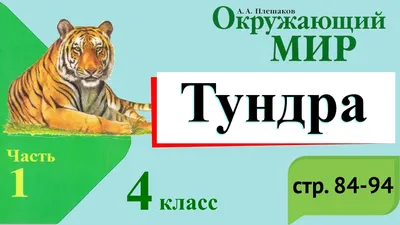 Тундра 4 класс.