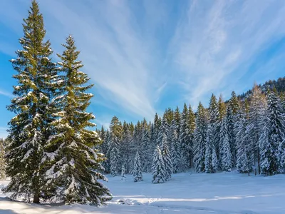 Зимний Пейзаж Лес Зима - Бесплатное фото на Pixabay - Pixabay