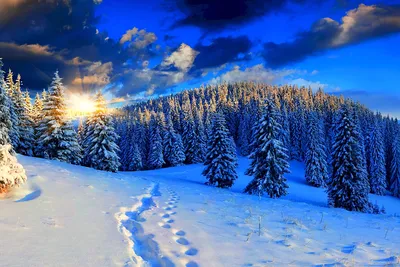 Картинки зимний лес (62 фото)