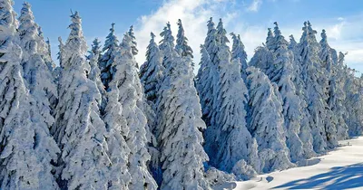Картинки зимний лес (62 фото)