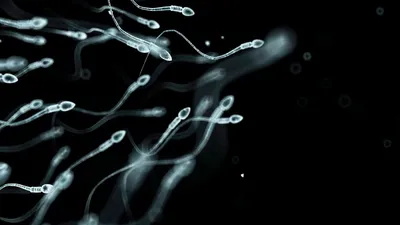 Снижение мужской фертильности: ученые говорят, что определили основные  факторы | Euronews