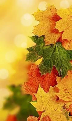 Картинки по запросу осень обои на телефон | Fall wallpaper, Iphone  wallpaper fall, Photography wallpaper