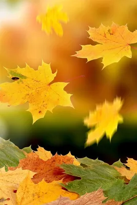 Картинки осень на заставку телефона (100 фото) • Прикольные картинки и  позитив | Фотографии задних планов, Осенние картинки, Красные листья