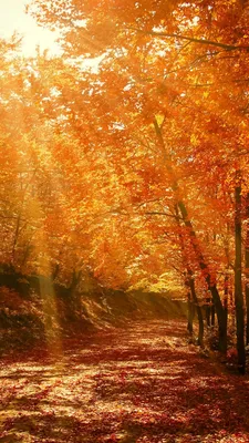 Скачать 938x1668 осень, лес, парк, листва, солнечный свет обои, картинки  iphone 8/7/6s/6 for parallax