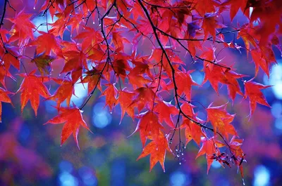 Осень, фото мобильного телефона Стоковое Изображение - изображение  насчитывающей взгляд, западно: 124348629