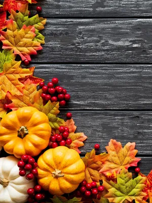 Заставка на телефон: осень, Осенняя окраска листьев, природа, растение,  ботаники