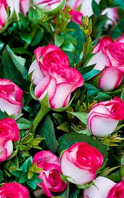 Скачать 800x1280 розы, цветы, букет, шикарно, красиво обои, картинки  samsung galaxy note gt-n7000, meizu mx2