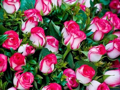 Скачать 1600x1200 розы, цветы, букет, шикарно, красиво обои, картинки  стандарт 4:3