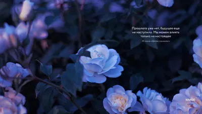 Заставки на телефон красивые цветы (62 фото)