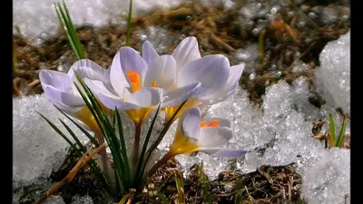 Природа начало весны (58 фото) - 58 фото