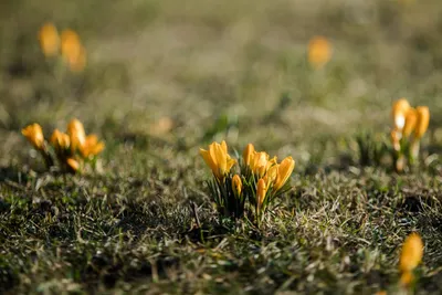 Синоптик рассказала, каким будет начало весны в Москве