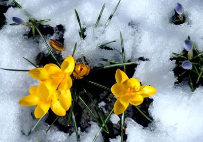 Начало весны на Среднем Урале будет ветреным и снежным: Общество: Облгазета