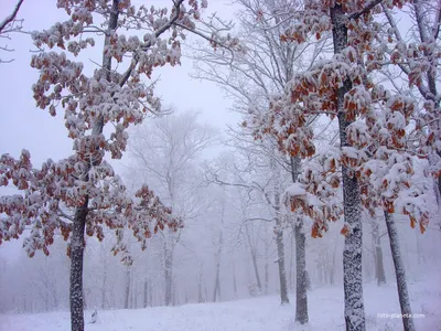 Рисунок начало зимы - 41 фото