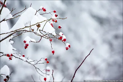 Зима - фотообои на заказ по цене интернет магазин arte.ru. Заказать обои  Зима (23440)