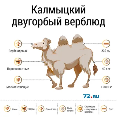 Anton Alexeev on Instagram: \"Найди верблюда. Тест на болезнь Альцгеймера.  Полное видео на ютубе\"