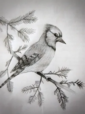 Птица карандашом | Искусство птицы, Рисунки, Фэнтези рисунки