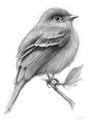 Птицы нарисованные рукой орнаментальные Иллюстрация вектора - иллюстрации  насчитывающей творческо, бобра: 66817083