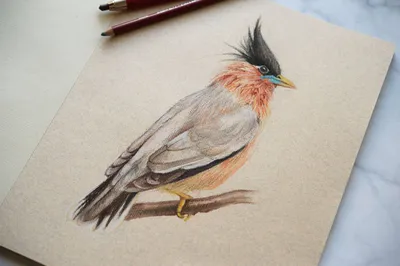 How to draw bird/ parrot - YouTube