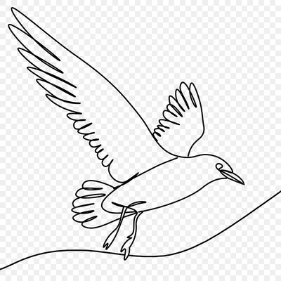 Раскраска Колибри | Раскраски птиц. Картинки птиц, рисунки птиц