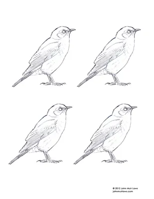 Птички Нарисованные Картинки (95 Фото)