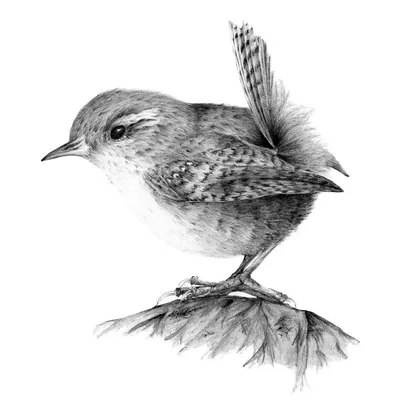 Легкие рисунки птиц для начинающих (48 фото) » рисунки для срисовки на  Газ-квас.ком