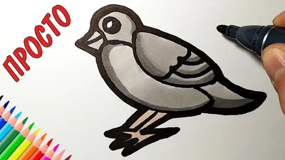Раскраска Орел | Раскраски птиц. Картинки птиц, рисунки птиц