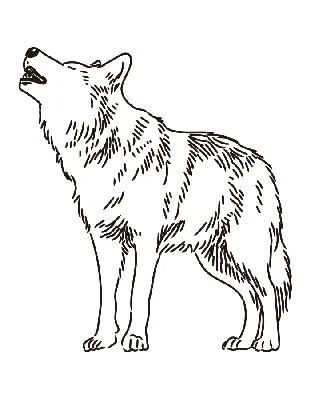Волк нарисованный с карандашем на бумаге Иллюстрация штока - иллюстрации  насчитывающей чертеж, выражение: 79817345