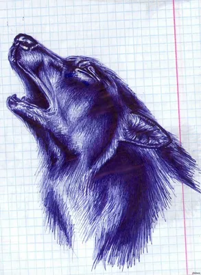 Волк нарисованный ручкой - 47 фото