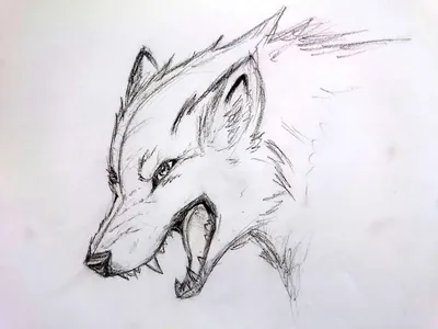 Волк | Пикабу