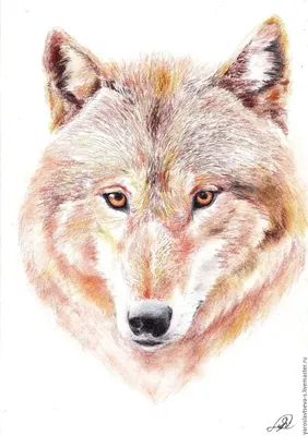 мультфильм волк анимация недели, мультяшный волк, волк, животное фон  картинки и Фото для бесплатной загрузки