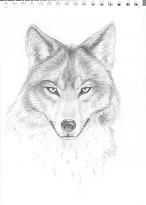 Как поэтапно рисовать волка | Статьи ПроКурсы