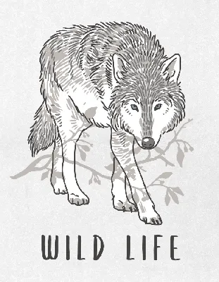 Серый волк Малыш Волк Рисунок Мультяшный, Волки Рисунки, млекопитающее,  ребенок, кошка Like Mammal png | Klipartz