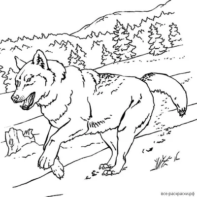 Волк, простой карандаш | Искусство, Рисунок карандашом, Рисунок