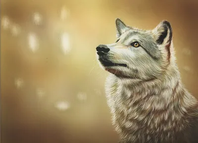 Волк. Векторный рисунок иллюстрация вектора. иллюстрации насчитывающей  собака - 186932315
