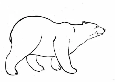 Картина медведь | Картины, Бурый медведь, Картины животных
