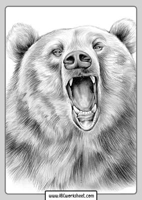 Нарисованный медведь злой - 44 фото