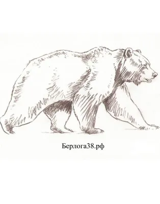 Нарисованный вручную медведь изображение_Фото номер 400493276_PNG Формат  изображения_ru.lovepik.com