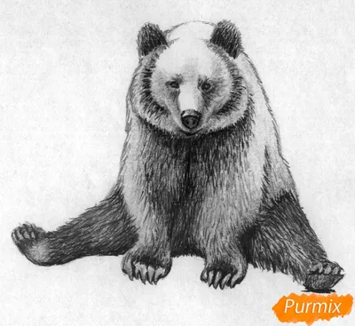 Рисуем сидящего медведя карандашами и чёрной ручкой - шаг 4 | Рисовать,  Медведь, Животные