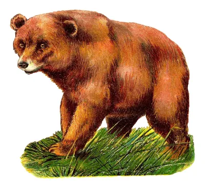 Купить картину Бурый медведь в Москве от художника Рослик Евгения