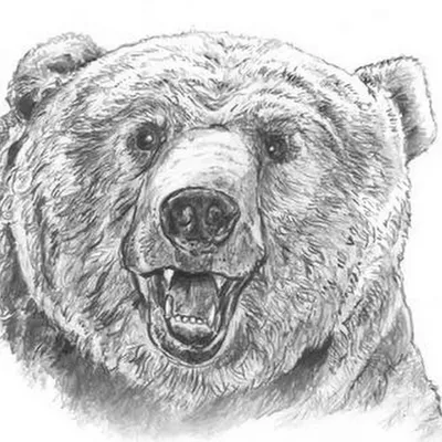 Картина на холсте \"Медведь, бурый медведь, медвежонок\" 120x90 см. с  алюминиевым подвесом, в тубусе - купить по низкой цене в интернет-магазине  OZON (493786797)