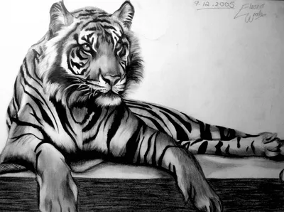 Просто нарисованный тигр | Пикабу