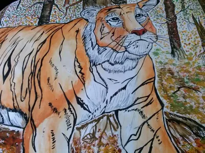 Нарисованный тигр цветными карандашами - 93 фото
