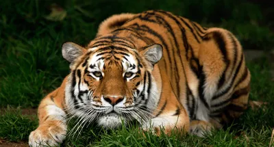 Тигр, нарисованный чернилами из рук хищной татуировки L Иллюстрация вектора  - иллюстрации насчитывающей иллюстрация, джунгли: 157523497