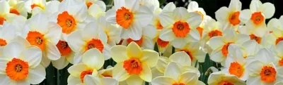 Нарцисс Акцент (Narcissus Accent) - Луковицы нарциссов - купить недорого  нарциссы в Москве в интернет-магазине Сад вашей мечты