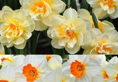 Нарцисс Narcissus Milan - купить саженцы в интернет-магазине