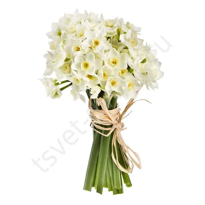 Нарцисс крупнокорончатый Белый (Narcissus Large Cup White) - Луковицы  нарциссов - купить недорого нарциссы в Москве в интернет-магазине Сад вашей  мечты