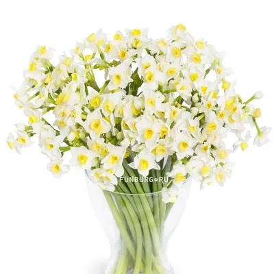 Нарциссы это букет из свежих срезанных цветов. KROKUS - лучший интернет  магазин, доставка цветов в Риге