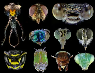 Класс насекомые, подготовка к ЕГЭ по биологии