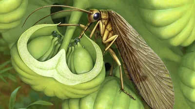 Самые необычные насекомые мира - Чудеса и Приключения Детям