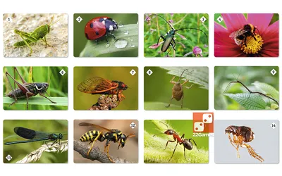 Учим с ребенком насекомых: разбираемся, зачем и как это сделать в игровой  форме | Игры для развития детей | Дзен